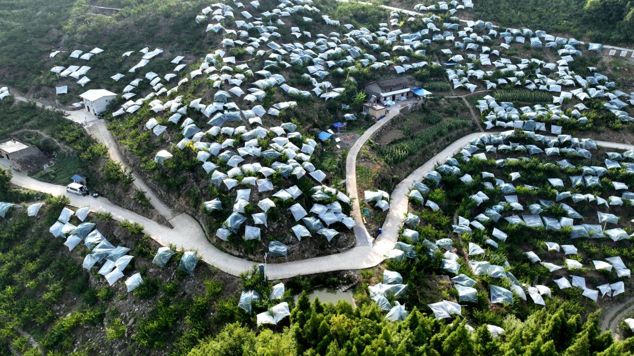 重庆市巫山县福田镇图片