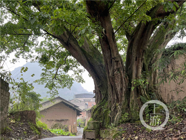 1000年揭開重慶不老古樹的神秘面紗