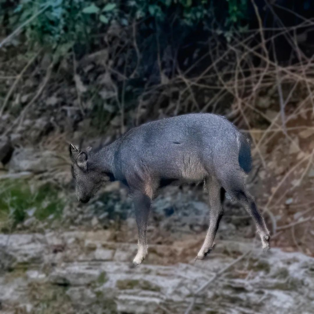 巫山小三峡发现国家二级保护动物中华斑羚