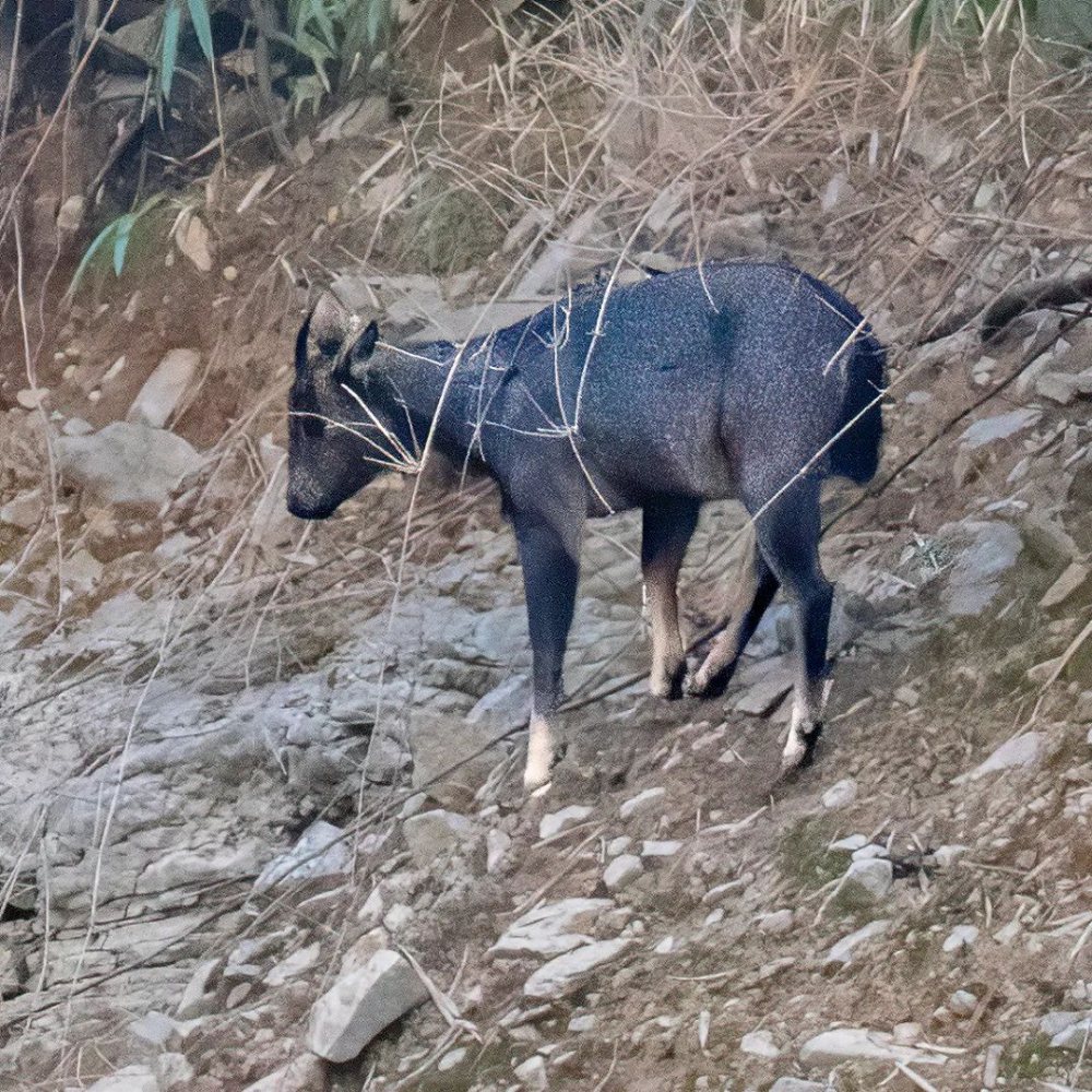 巫山小三峡发现国家二级保护动物中华斑羚