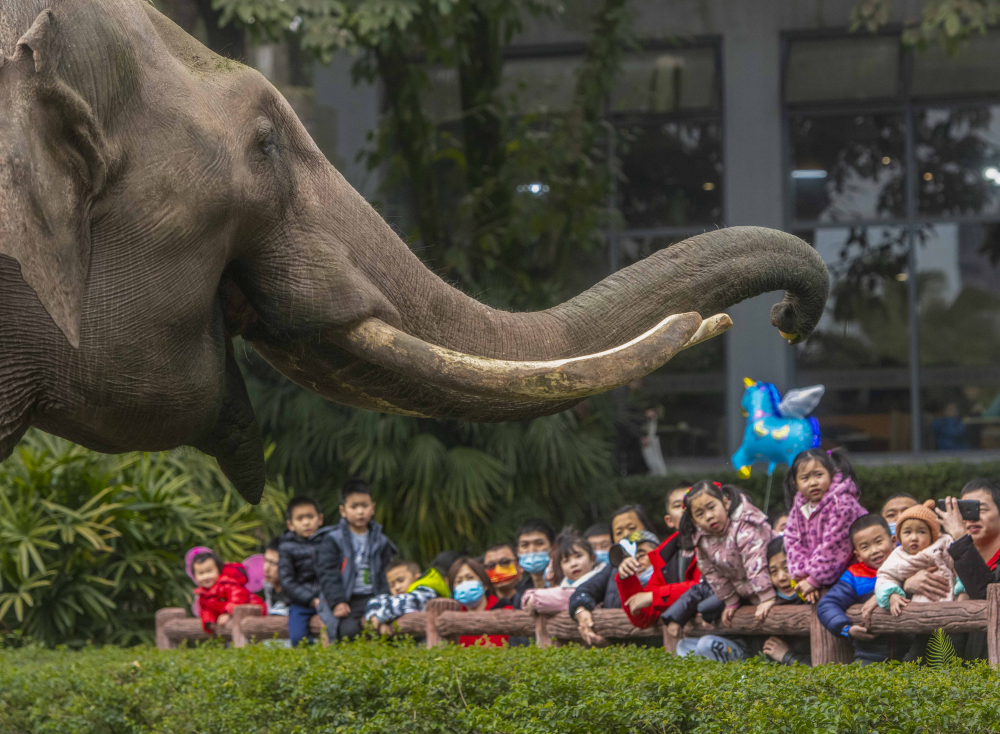 重慶動物園裡的別樣春節