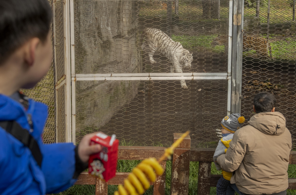 重慶動物園裡的別樣春節