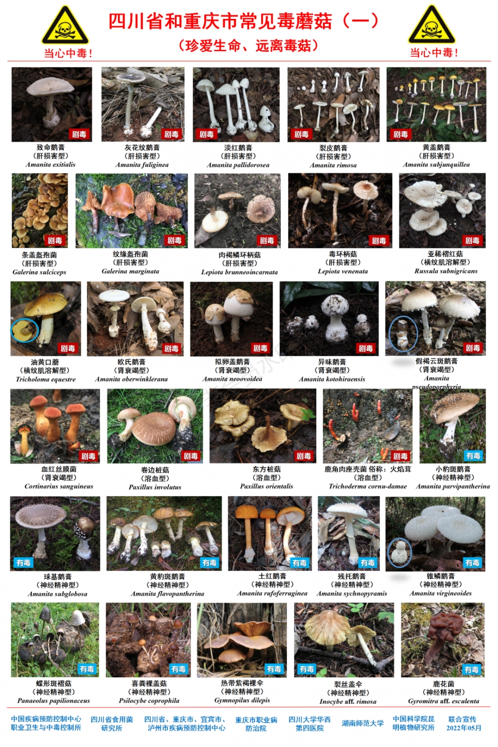 毒蘑菇名字图片