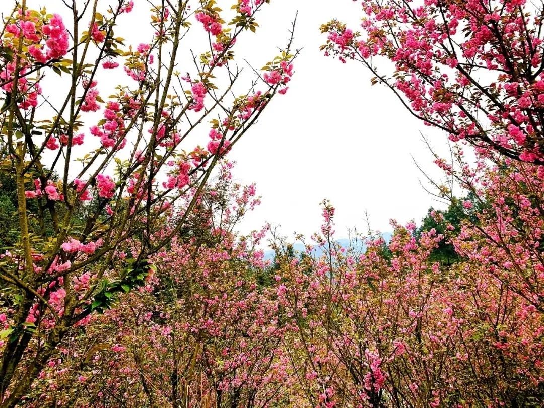巴南百节樱花图片