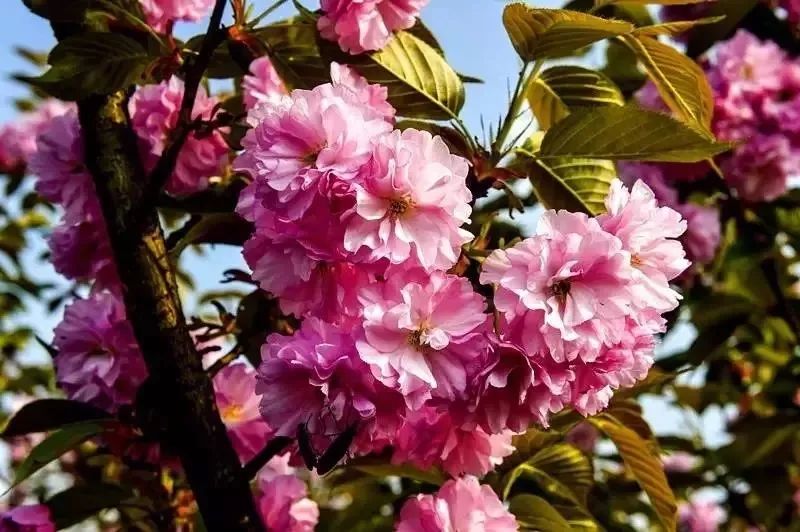 巴南乌皮樱桃基地樱花图片