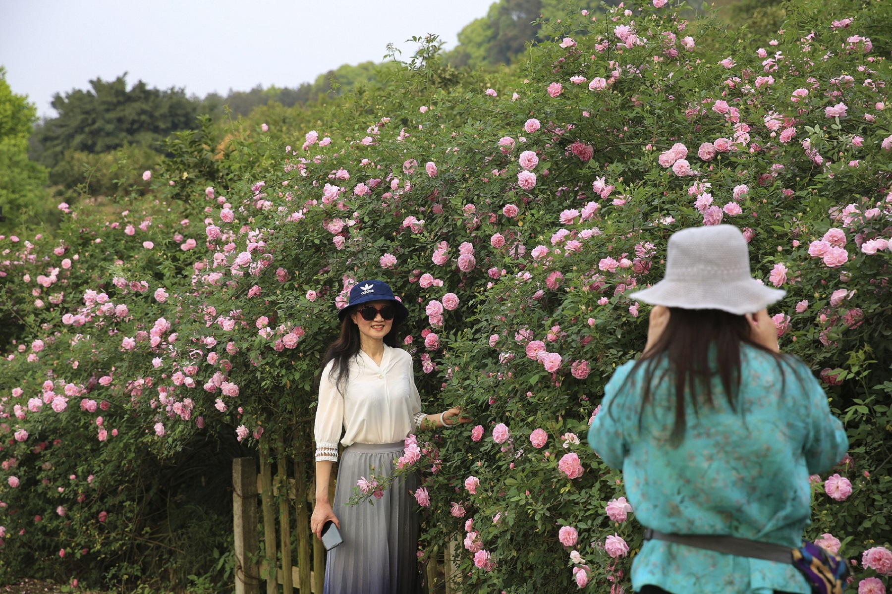 北碚金果园蔷薇花图片