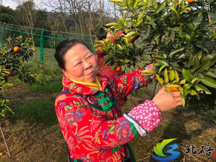 北碚新聞 > 正文據瞭解,沃柑又稱沃桔,屬於柑橘中的晚熟型品種,採摘期