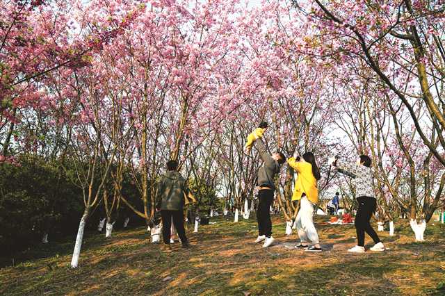 北碚区静观镇桃花节