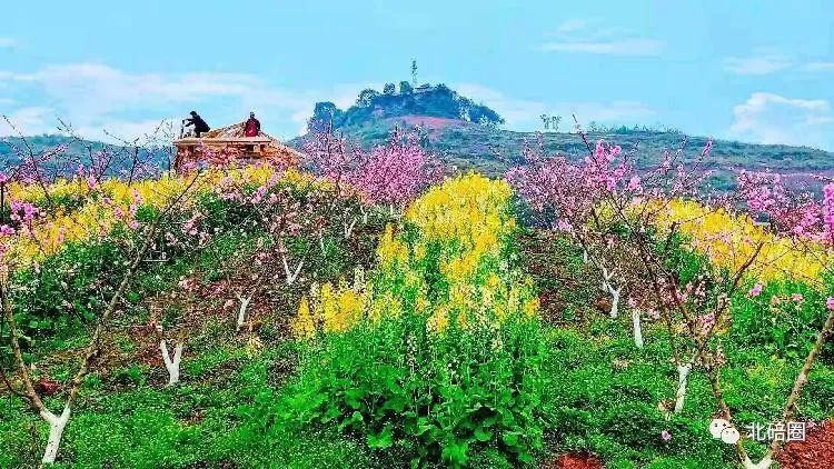 北碚西山坪桃花山图片