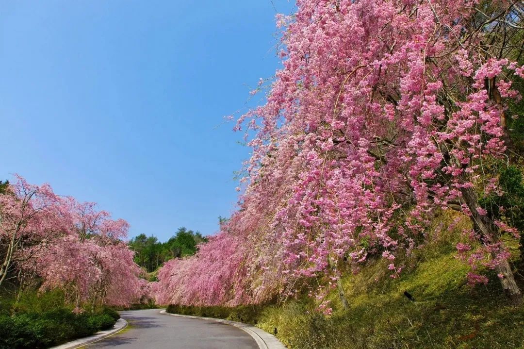 斑竹园樱花园图片