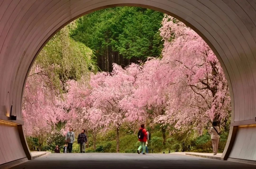 開了!長壽這片千畝櫻花園