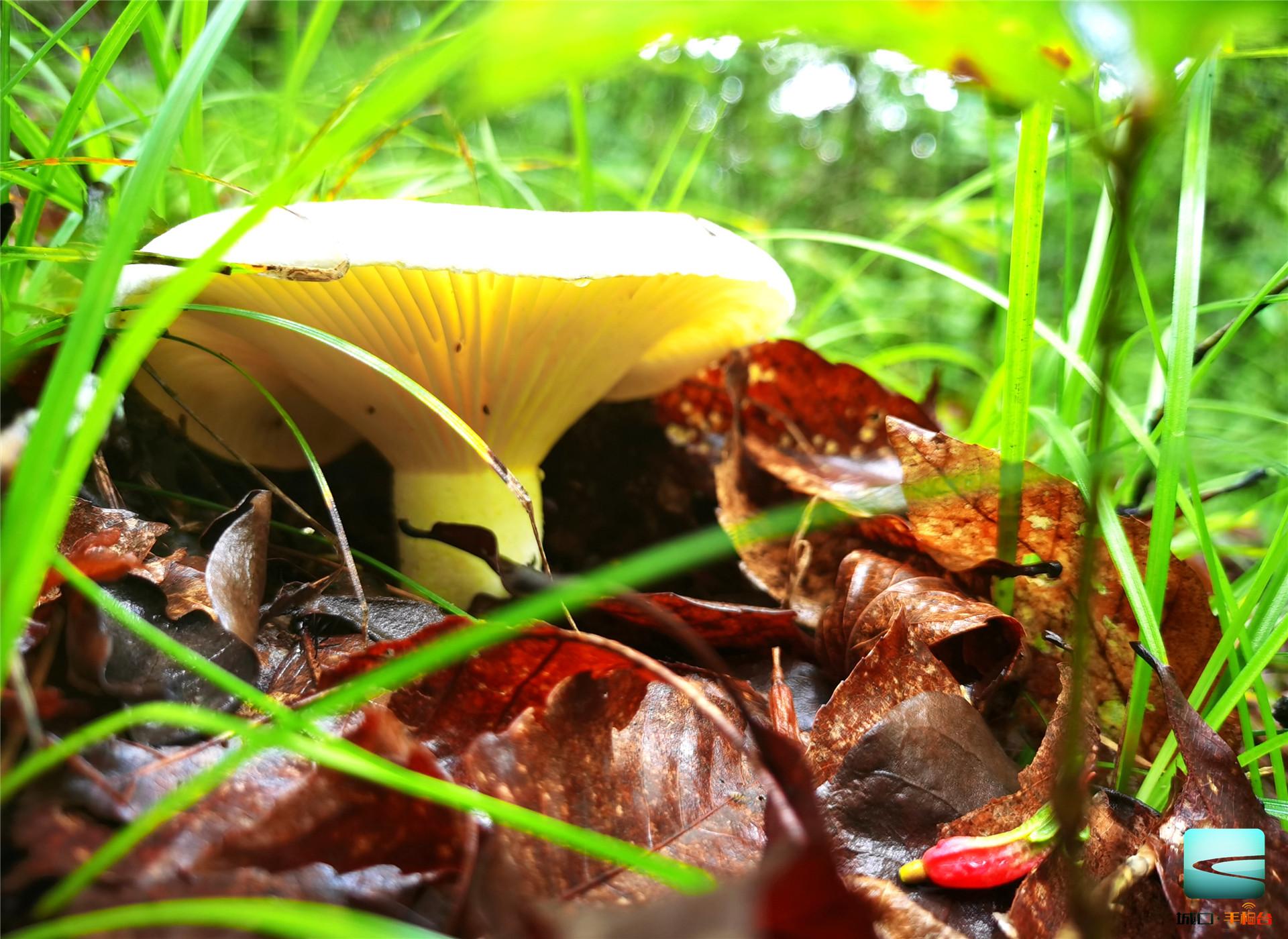 雨后,山里野菌冒出头,煞是可爱!但"萌菇"虽好看 千万不能乱食