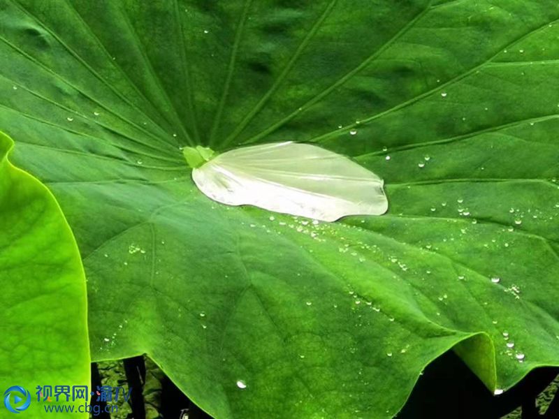 雨露清响 邂逅着碧翠的荷莲.李万华 摄