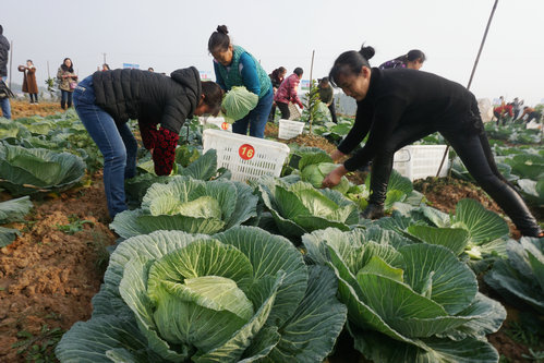 鄧小強)12月21日,重慶市大足區三驅鎮鐵橋村的一塊菜地上呈現出一副