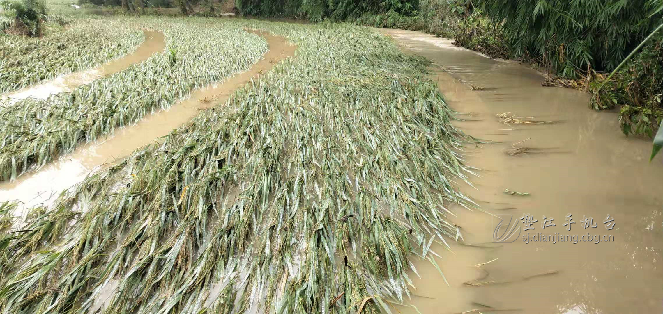 普顺镇遭遇暴雨袭击 1278亩水稻受灾(多图)