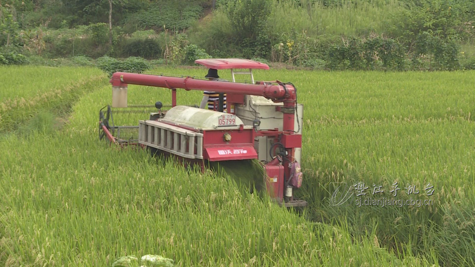 水稻收割全面展开机械化收割成主流