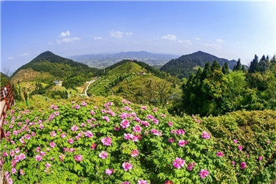 墊江華夏牡丹園:覓春光 花開滿園