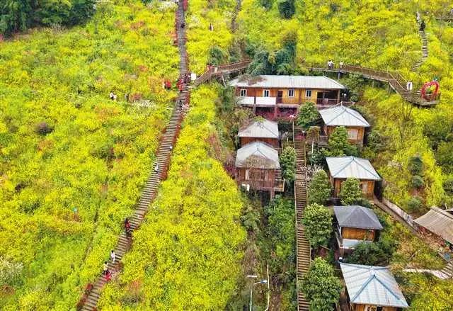 谢智强/摄影 南岸区南山街道放牛村的南山桃花园,游客登山踏青