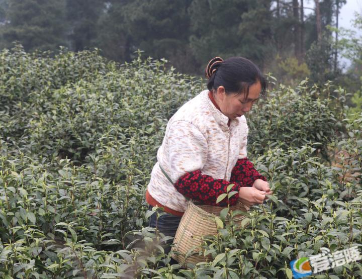 产业驻进村 茶叶地生金