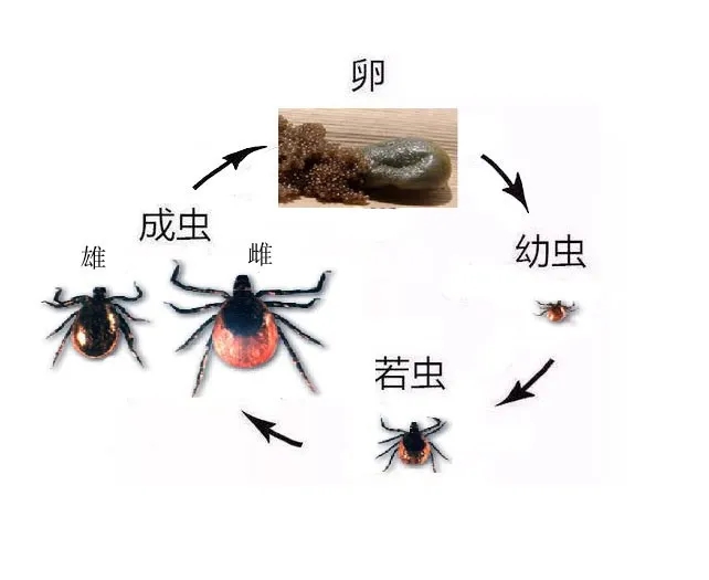 硬蜱虫结构示意图图片