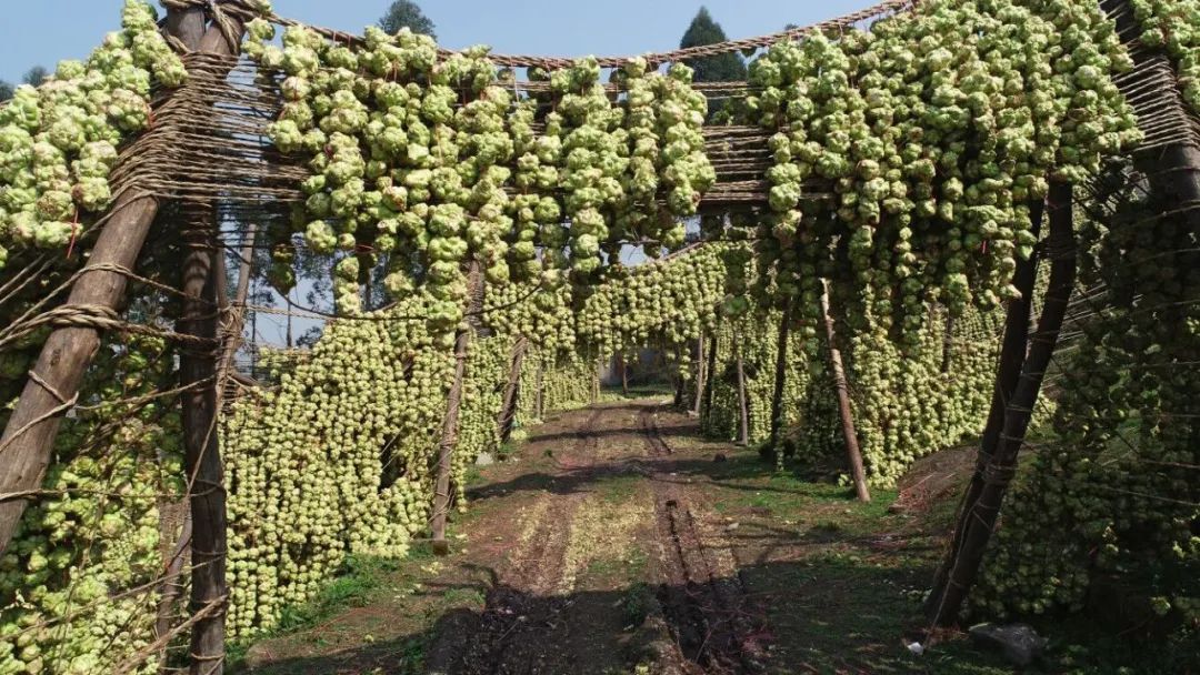 太壮观!涪陵200吨青菜头享受日光浴