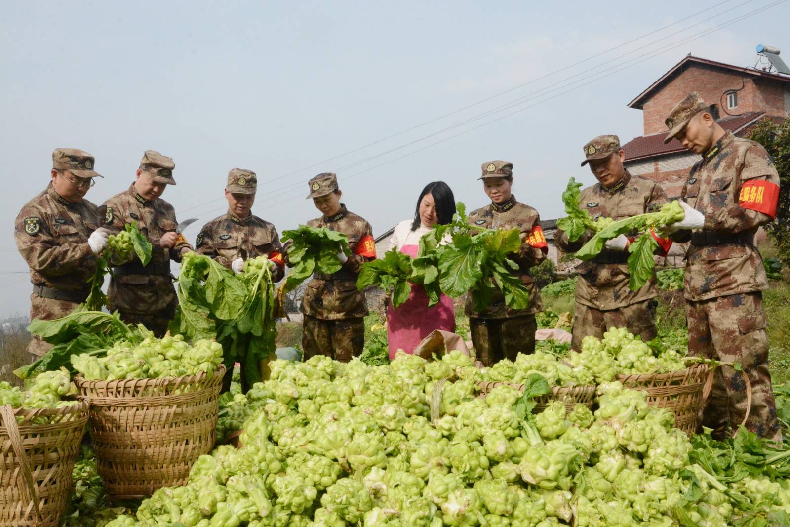 涪陵:民兵助农抢收青菜头7万多斤