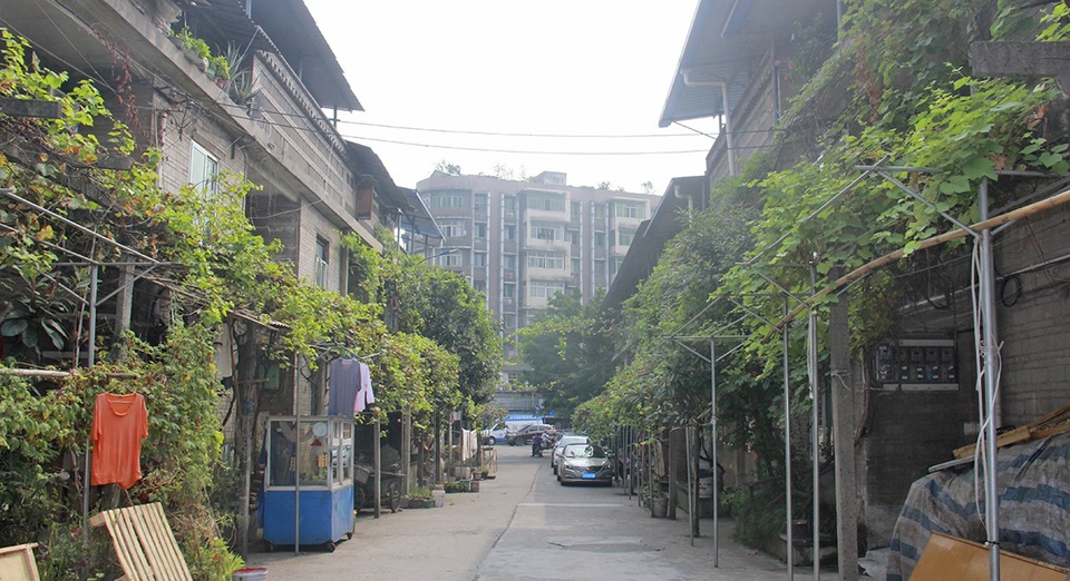 合川葡萄街图片