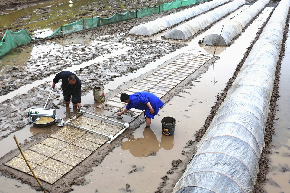 大力推廣水稻育秧播種新技術