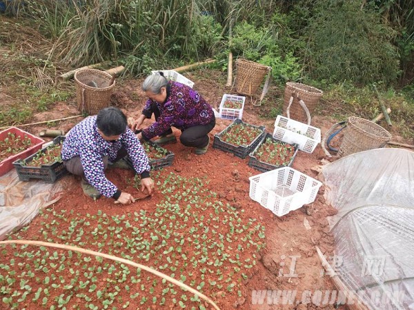 山茱萸地裡種西瓜他帶群眾走上致富路