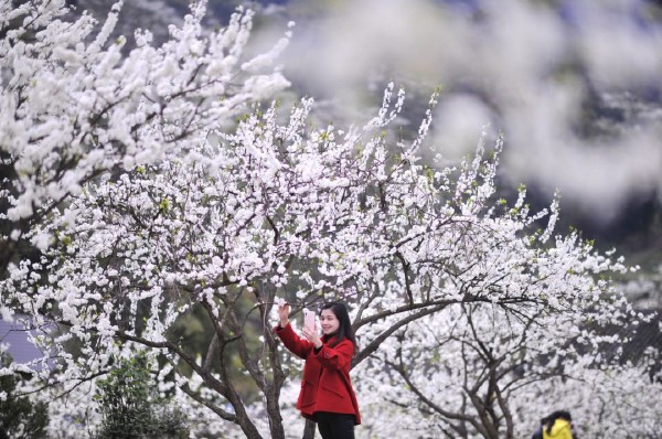 江津新聞 > 正文賞花是杜市鎮太公山的一大