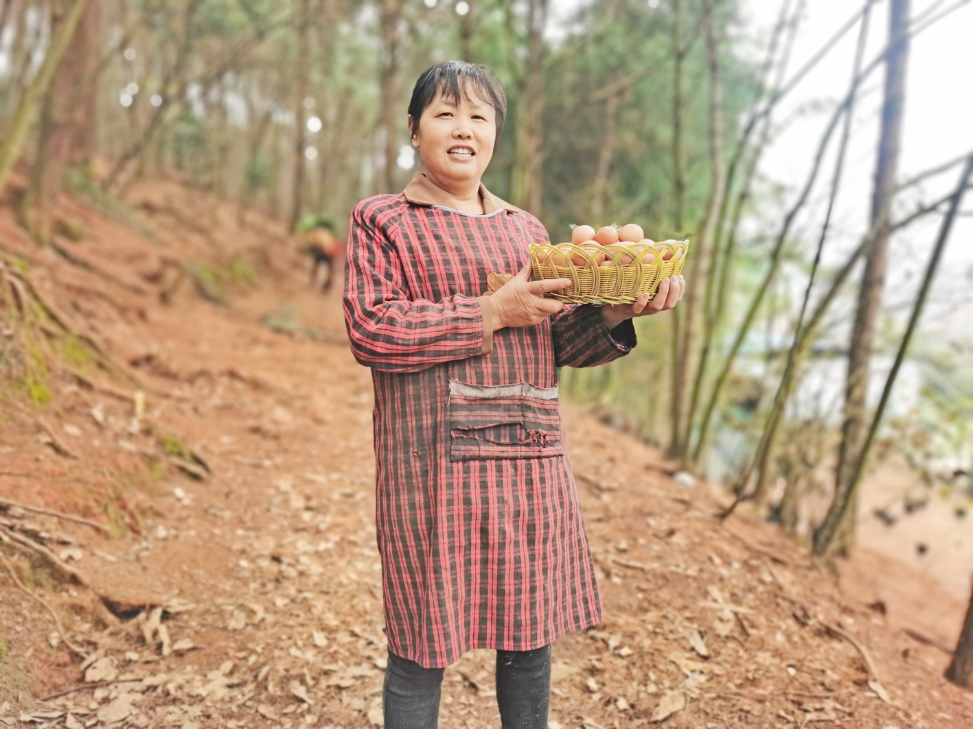 村民在林中捡拾富硒土鸡蛋记者 江波 通讯员 罗昌军人大代表为人民.