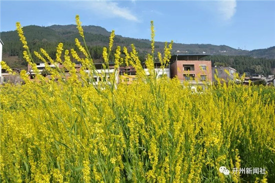 开州竹溪镇油菜花图片