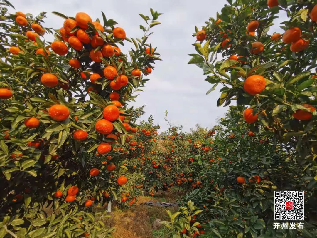 重庆开州柑橘图片