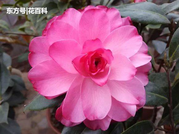 老花农1句话 茶花养的花大叶绿 比看书还长知识 上游新闻汇聚向上的力量