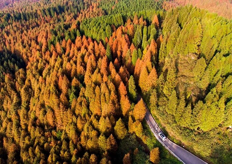 最适合来南川山王坪的时节别错过这些美景