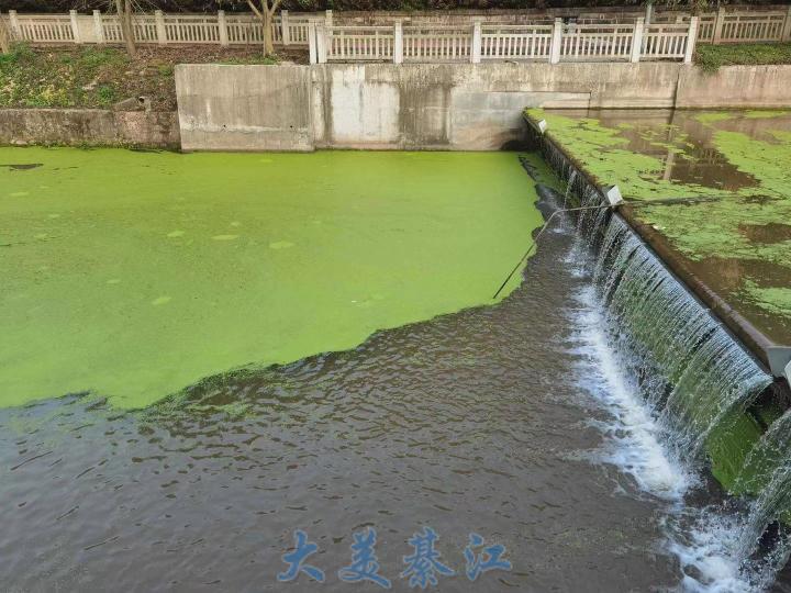 网友爆料实拍綦江沙溪河公园水污染一片绿