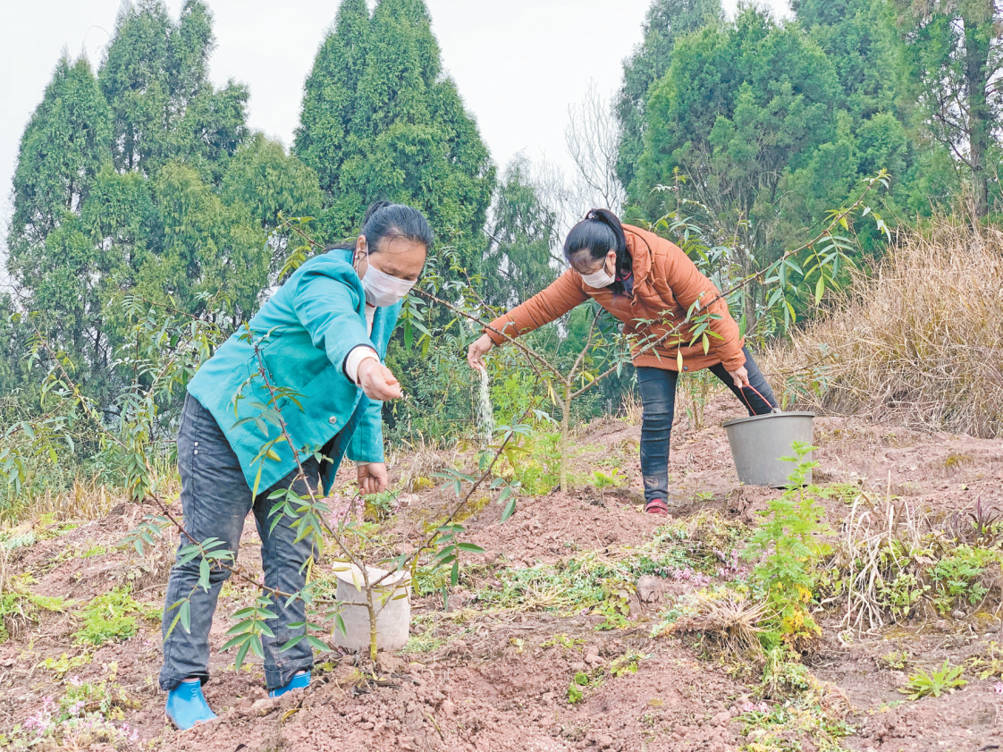 村民在花椒基地施肥