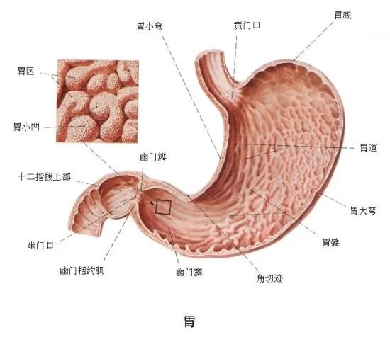 胃角人体图片