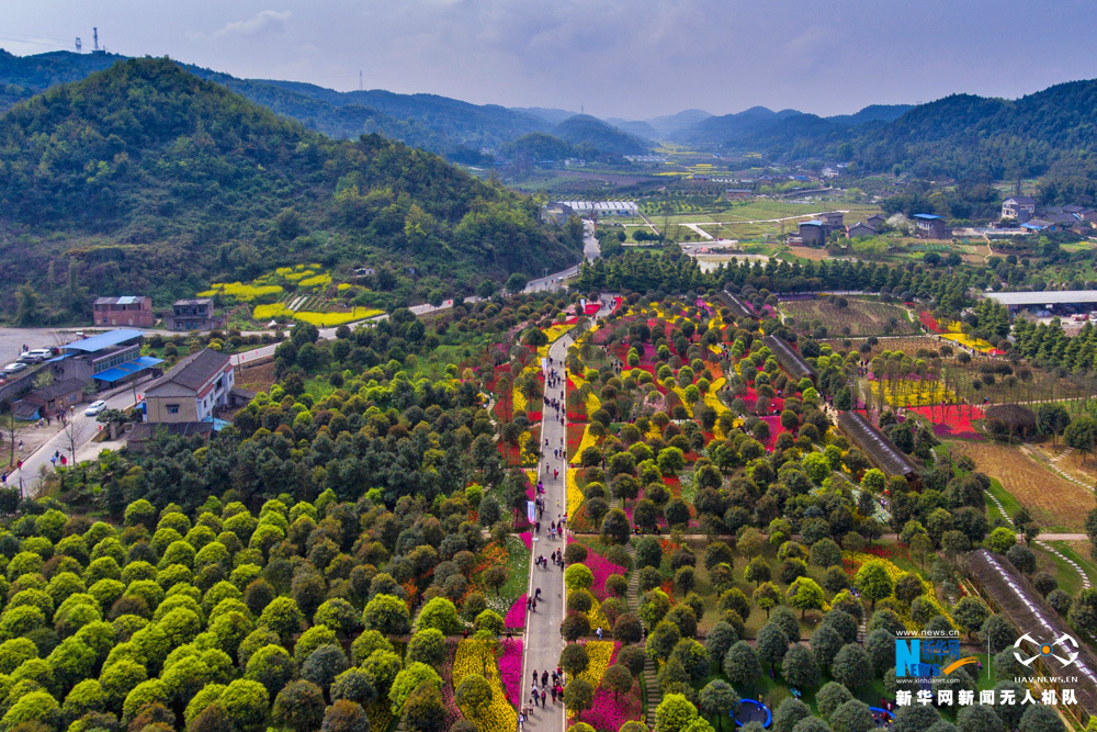 航拍百万株郁金香花开重庆太寺垭森林公园