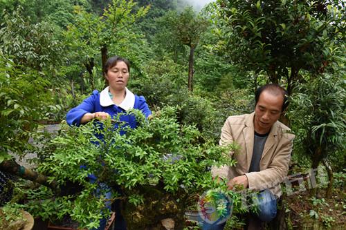 时值六月,夏日的阳光暖暖在照在森林茂密的黄鹤镇山河村羊子岩组的山