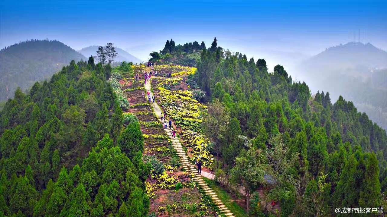 週末好去處去玉皇山看千畝菊花還能玩玻璃滑道和高空溜索