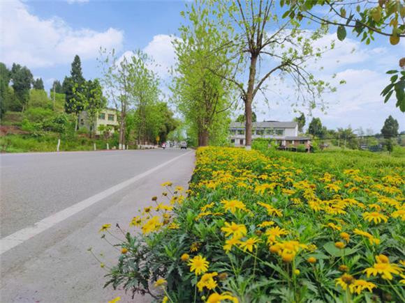 铜梁:持续推进人居环境整治 道路风景美如画-上游新闻 汇聚向上的力量