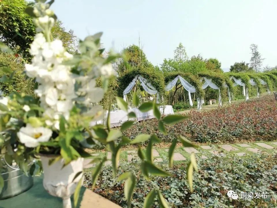 下道—龙腾大道—西郊花语悠游谷·玫瑰岛 奇彩梦园首届端午文化节 奇