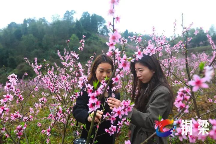 约起铜梁围龙镇桥亭湖畔的桃花节开幕了