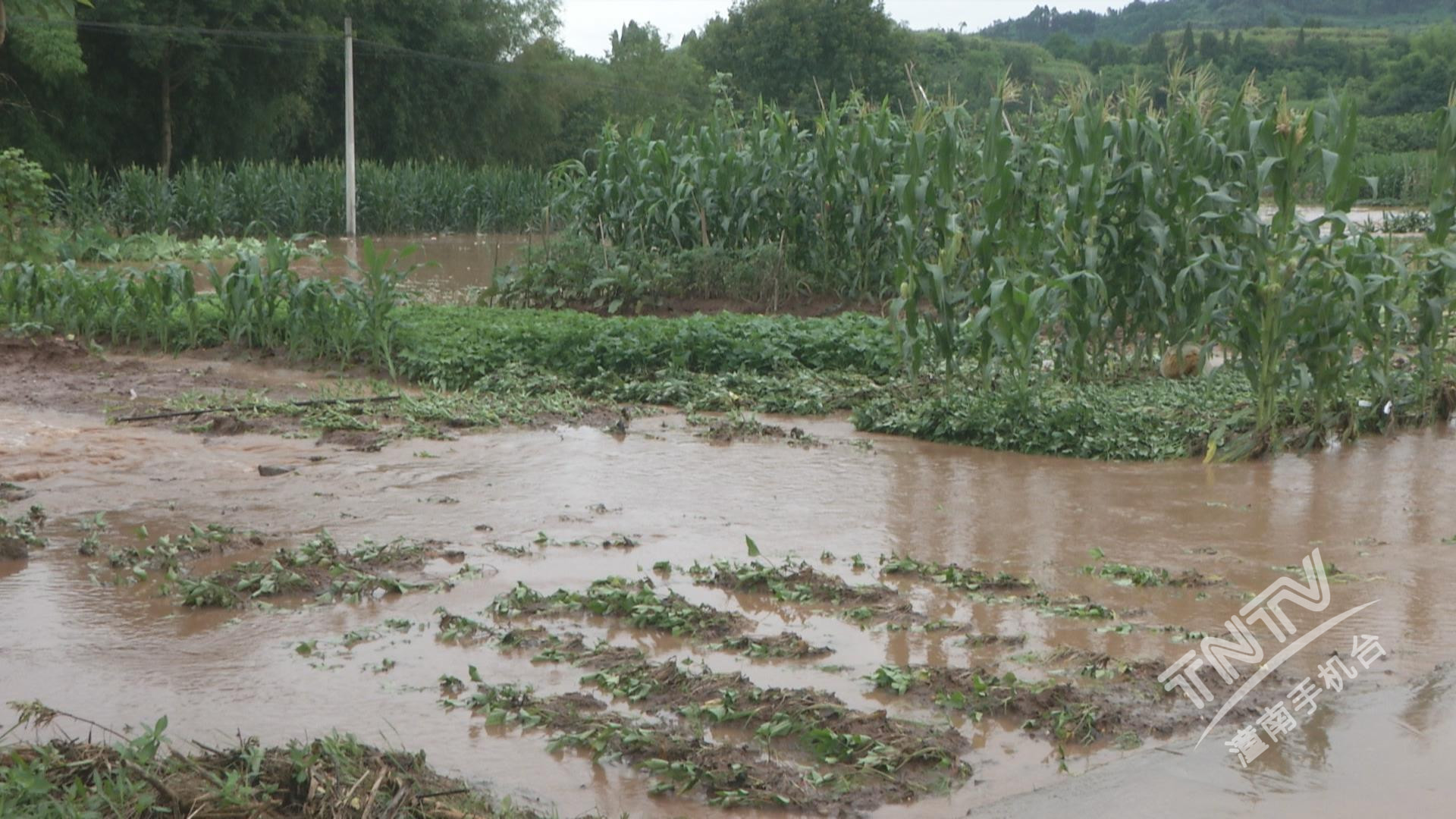 新胜:暴雨造成1000多亩农作物受灾