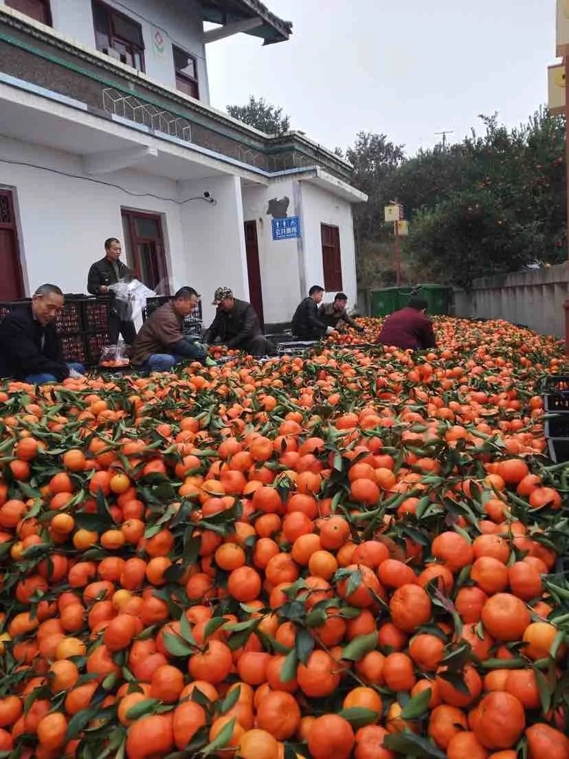 萬州古紅桔被國家點名,未來身價要暴漲!