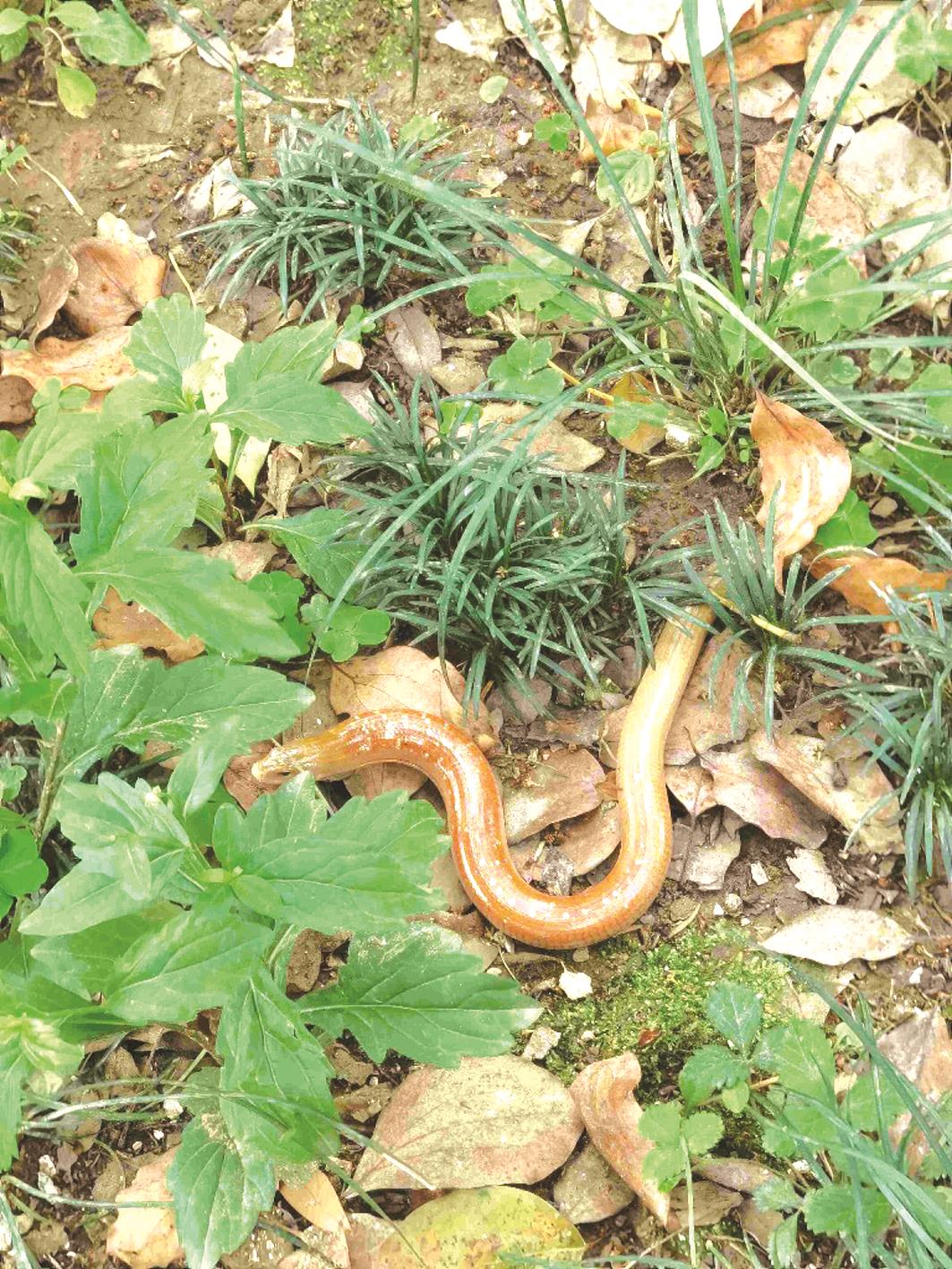 万州发现濒危物种蛇蜥