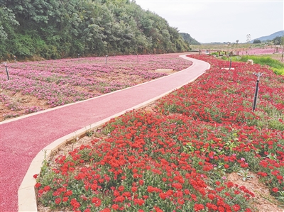 花海步道图片