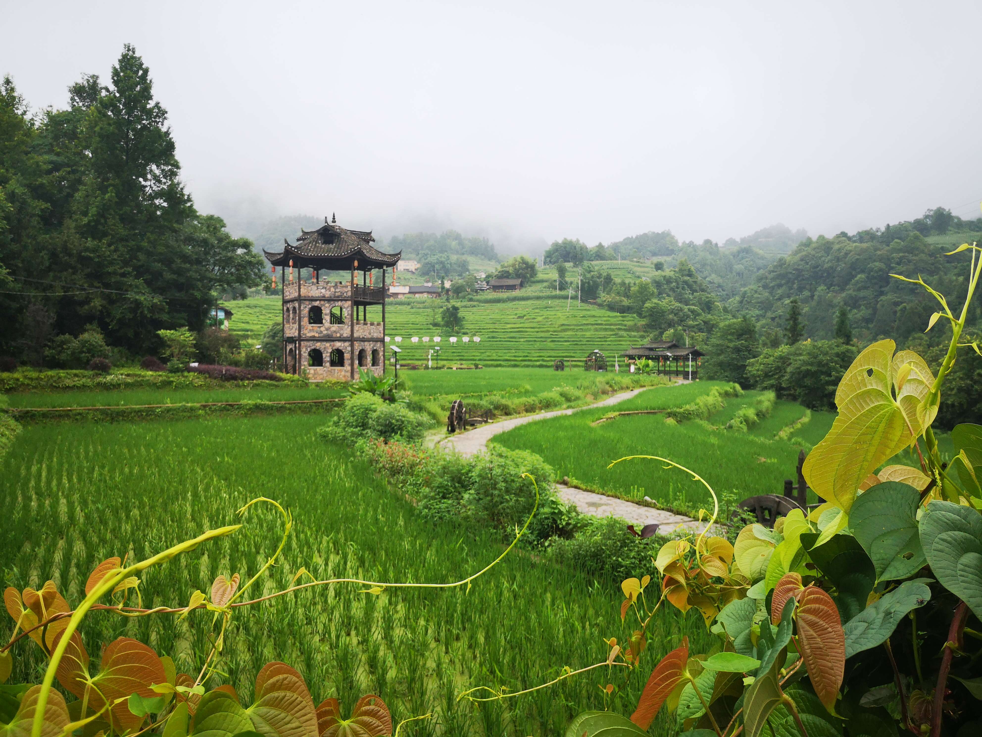 武隆区复兴村:精耕细作山水田林文章,打好乡村振兴复兴牌