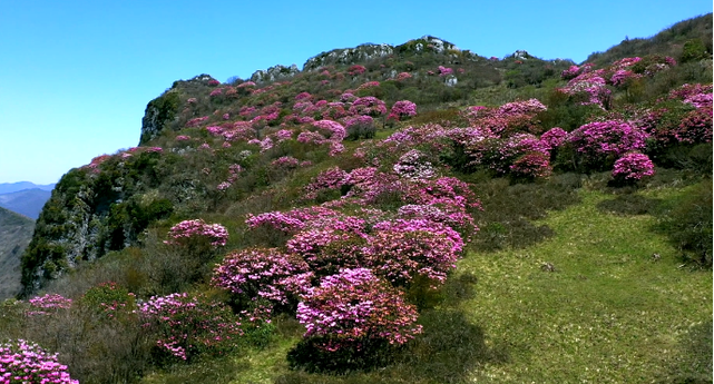 红池坝花海图片